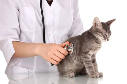 Fountain City Animal Hospital Picture 6