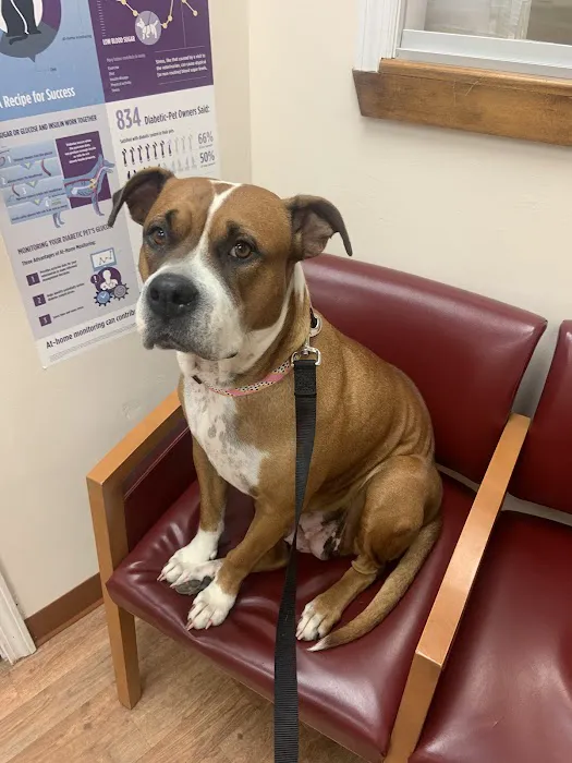 Just For Pets Animal Clinic Picture 6