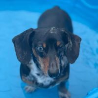 Rasnic Animal Clinic ico