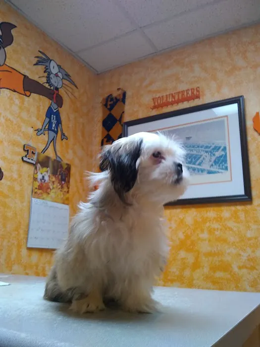 Rasnic Animal Clinic Picture 9