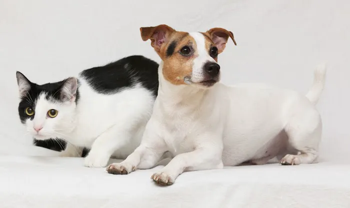 4 Paws Veterinary Hospital Picture 8