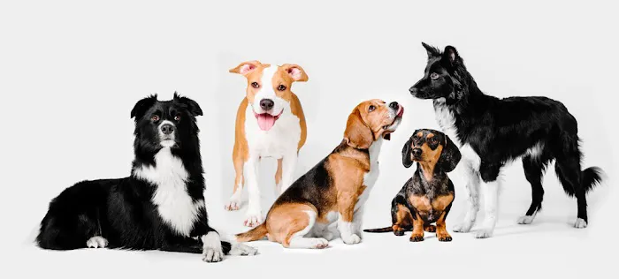 4 Paws Veterinary Hospital Picture 9