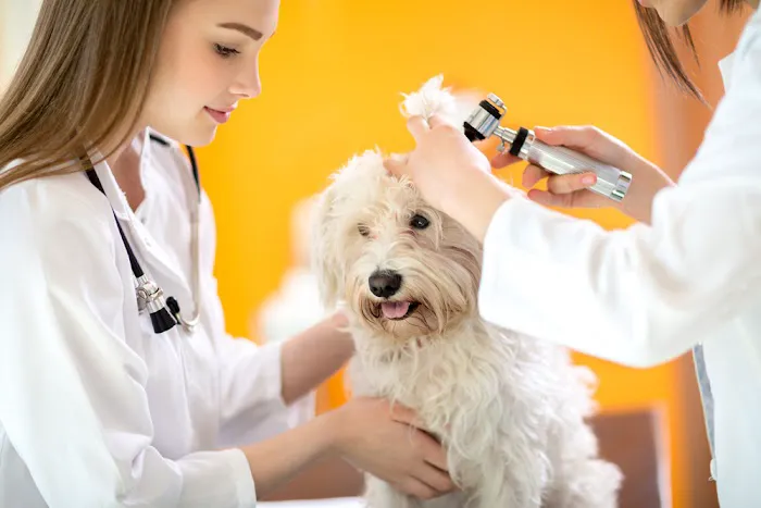 4 Paws Veterinary Hospital Picture 5