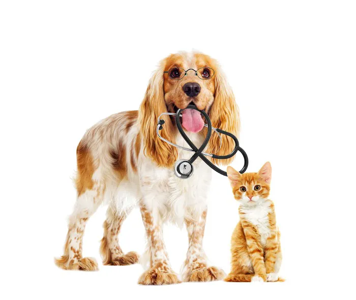 4 Paws Veterinary Hospital Picture 7