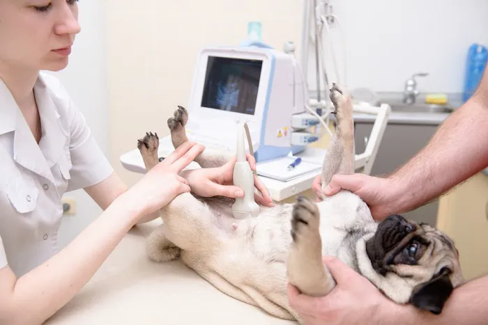 4 Paws Veterinary Hospital Picture 4