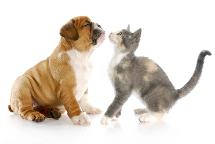 4 Paws Veterinary Hospital Picture 3