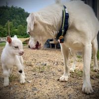 Five Rivers Pet Emergency Hospital ico