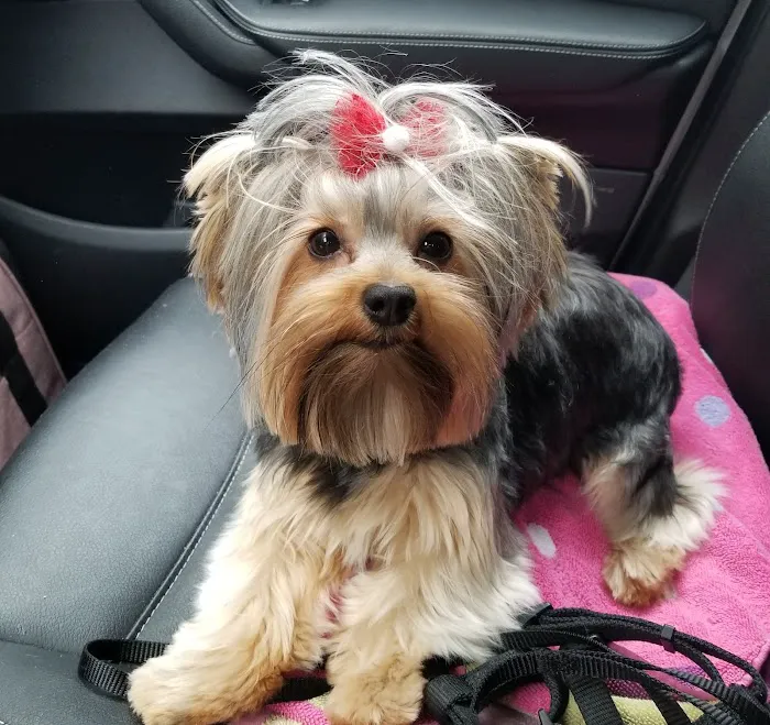 Five Rivers Pet Emergency Hospital Picture 4