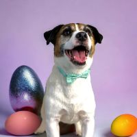 Crossings Animal Hospital ico