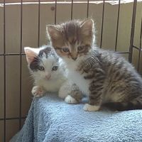 Town & Country Animal Hospital ico