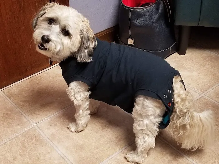 Town & Country Animal Hospital Picture 4