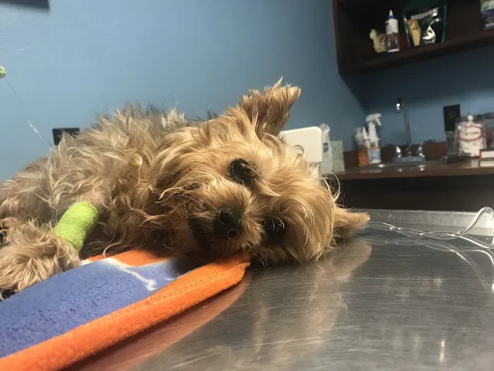 Town & Country Animal Hospital: Johnson Laurel M DVM Picture 2