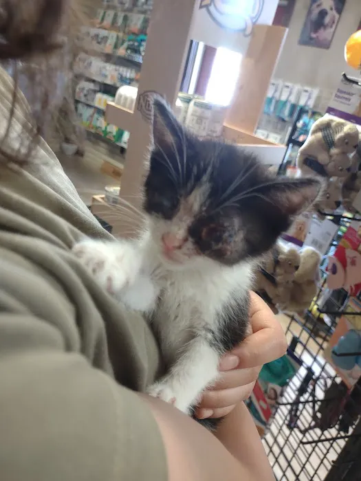 Town & Country Animal Hospital: Johnson Laurel M DVM Picture 1