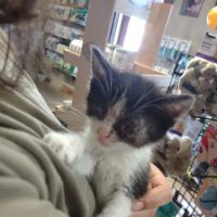 Town & Country Animal Hospital: Johnson Laurel M DVM ico