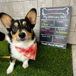 Powell Animal Hospital