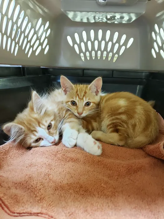 Emory Animal Hospital Picture 6