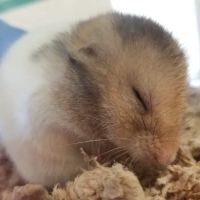 Callahan Drive Animal Hospital ico
