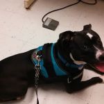 Ideal Veterinary Hospital