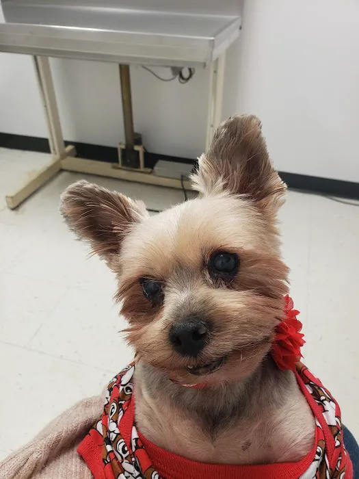 Ideal Veterinary Hospital Picture 3