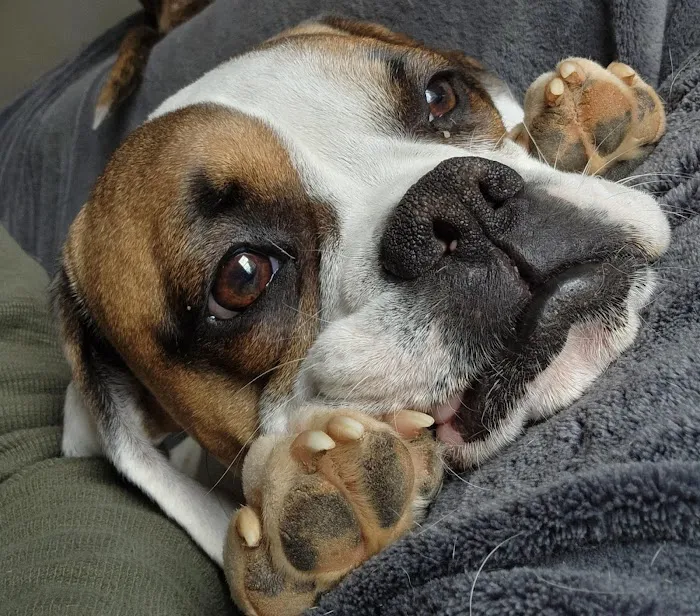 Ideal Veterinary Hospital Picture 6