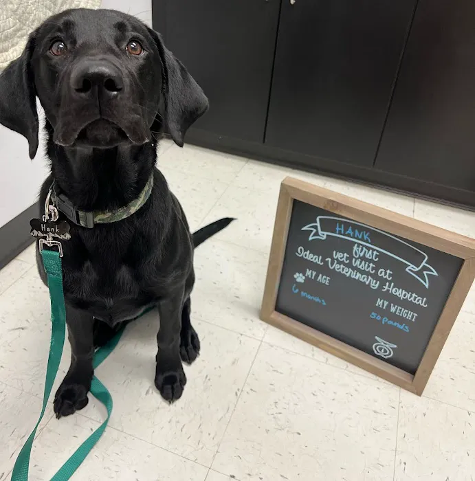 Ideal Veterinary Hospital Picture 10