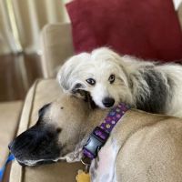 Grace Veterinary Center, Oak Ridge ico