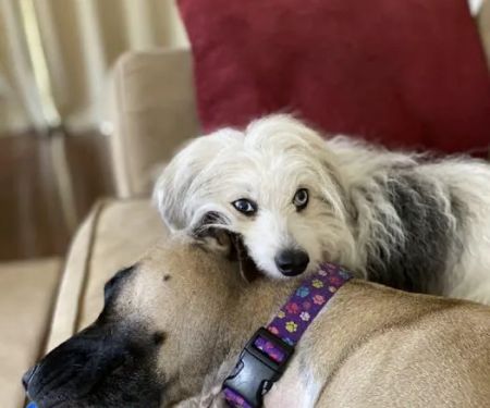 Grace Veterinary Center, Oak Ridge