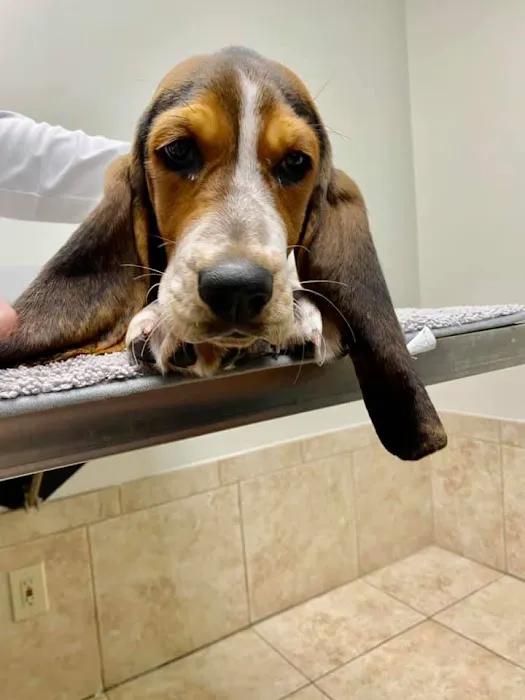 Grace Veterinary Center, Oak Ridge Picture 7
