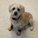 Fairfield Glade Veterinary Hospital