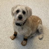 Fairfield Glade Veterinary Hospital ico