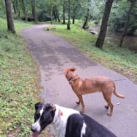 Upper Cumberland Veterinary Clinic ico