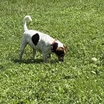 Best Friends Veterinary Hospital