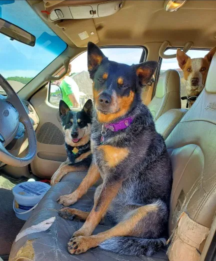 Best Friends Veterinary Hospital Picture 5