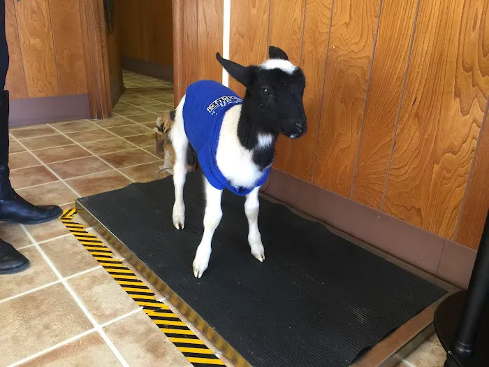 Homestead Animal Medical Clinic Picture 7