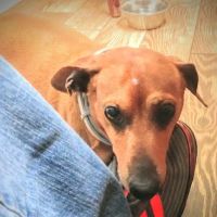 Green River Veterinary Services ico