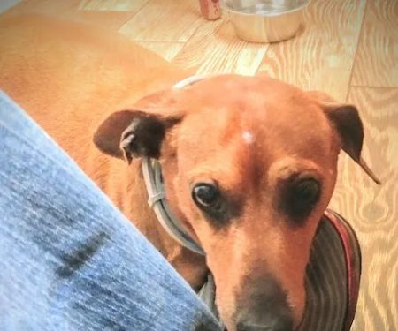 Green River Veterinary Services