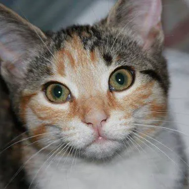 Mill Creek Veterinary Center Picture 1