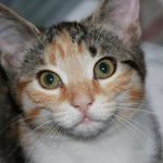 Mill Creek Veterinary Center