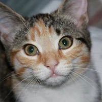 Mill Creek Veterinary Center ico