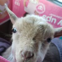 Animal Clinic The ico