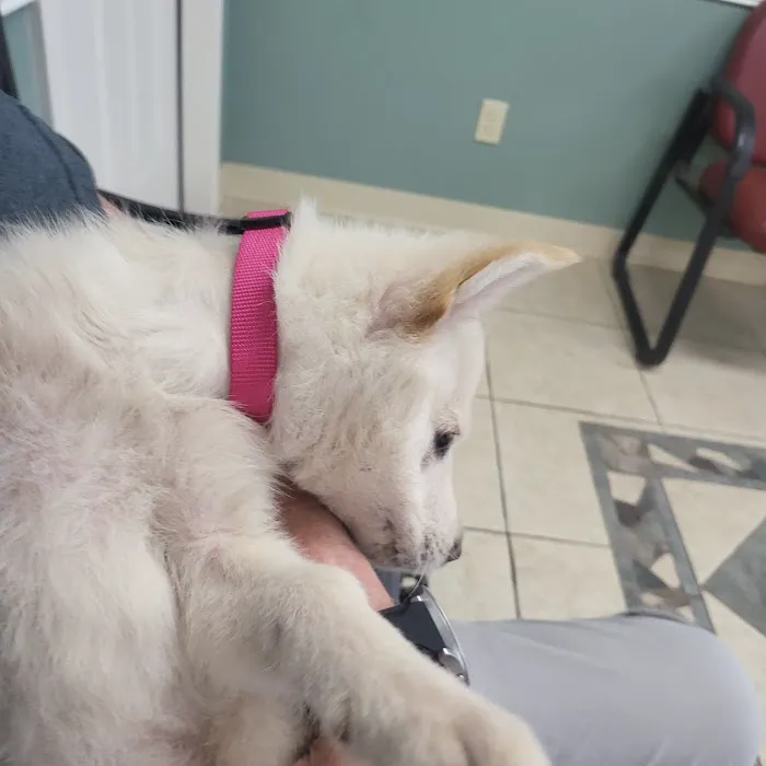 Animal Clinic The Picture 10
