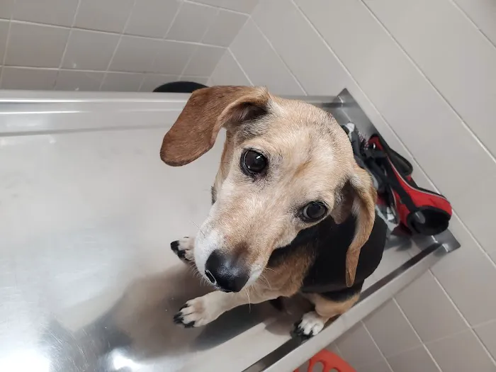 Animal Hospital Picture 2