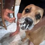 Pedernales Veterinary Center