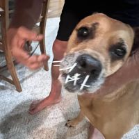 Pedernales Veterinary Center ico