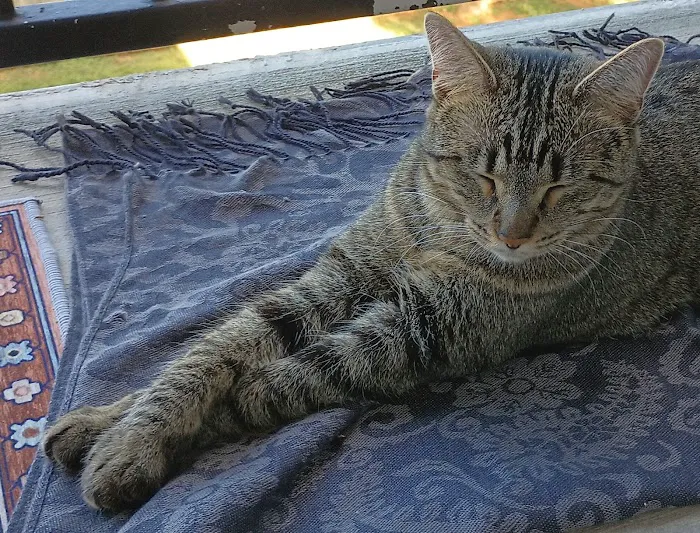 Pedernales Veterinary Center Picture 8