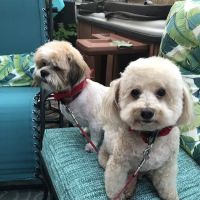 Hoegemeyer Animal Clinic ico