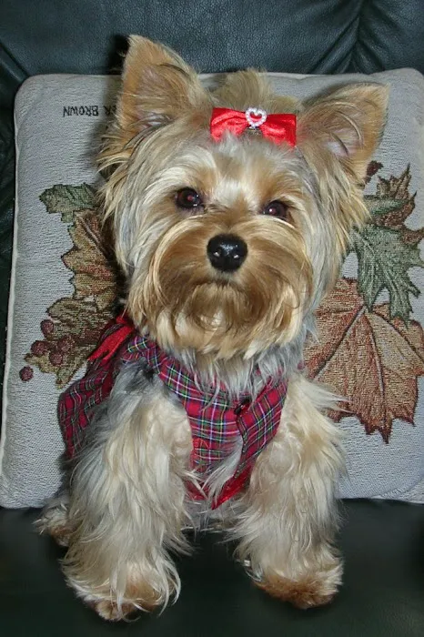Hoegemeyer Animal Clinic Picture 7