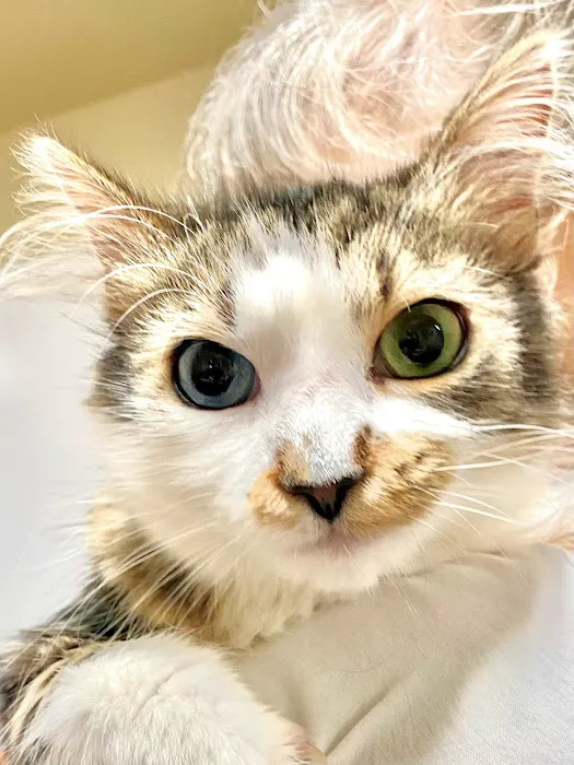 Oak Valley Veterinary Services Picture 5