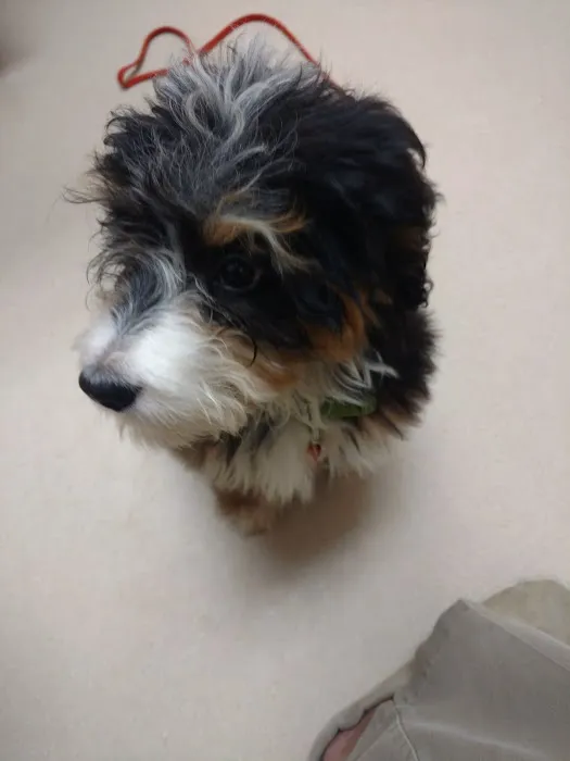 St Joe Veterinary Hospital, Inc Picture 3