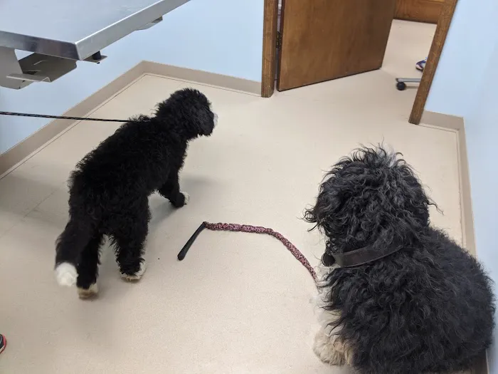 St Joe Veterinary Hospital, Inc Picture 2